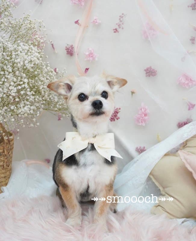 Smoooch for Dogsの写真4