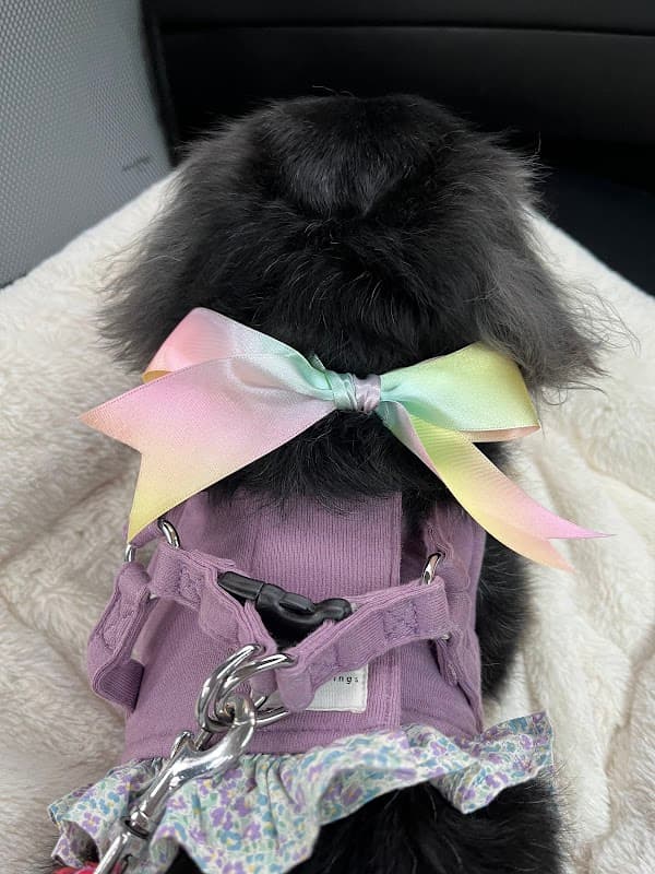 Smoooch for Dogsの写真5