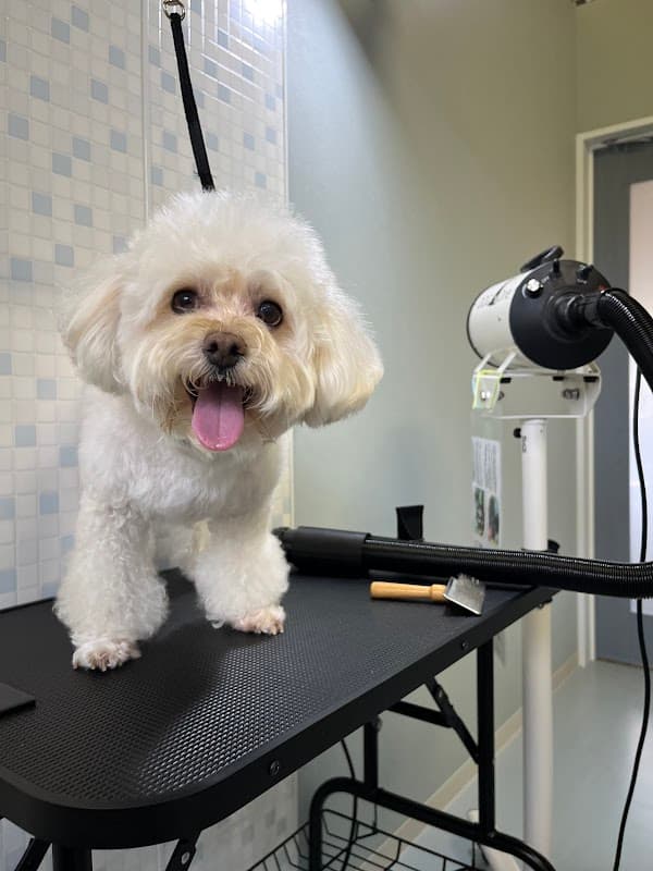犬のセルフシャンプー らんでぃのおうちの写真