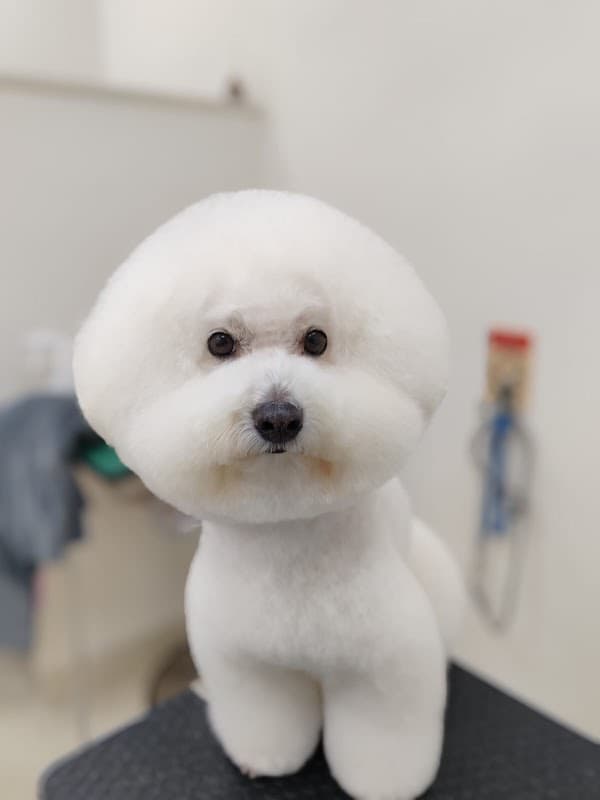 Pawfect Studioの写真