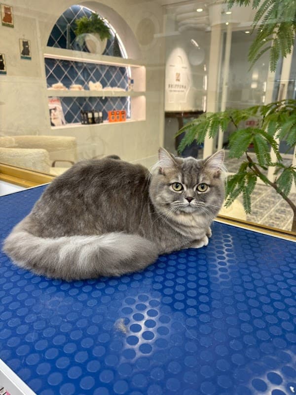 SHIPPONA CATS HOTEL AND SALONの写真2