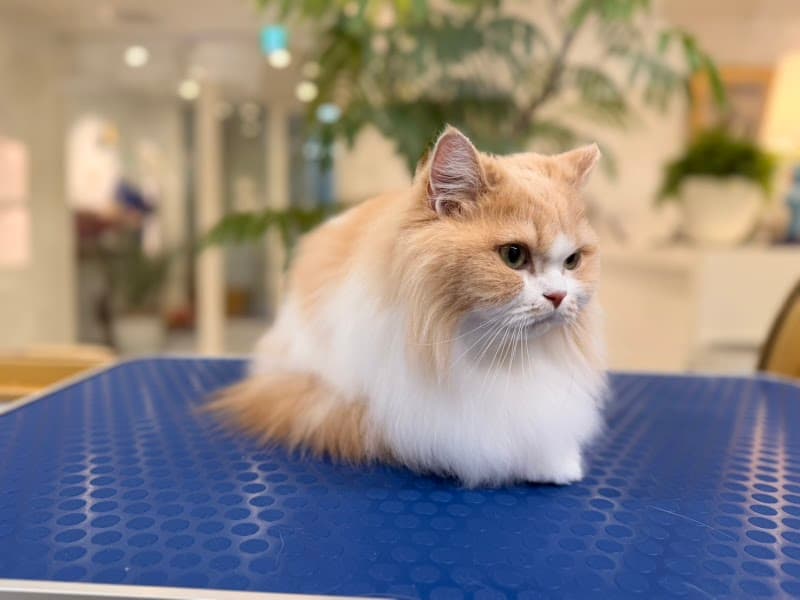 SHIPPONA CATS HOTEL AND SALONの写真6