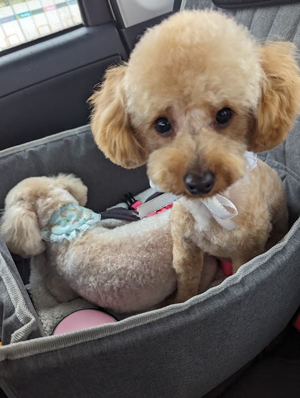 【tail】🐶トリミングハウス🐩の写真