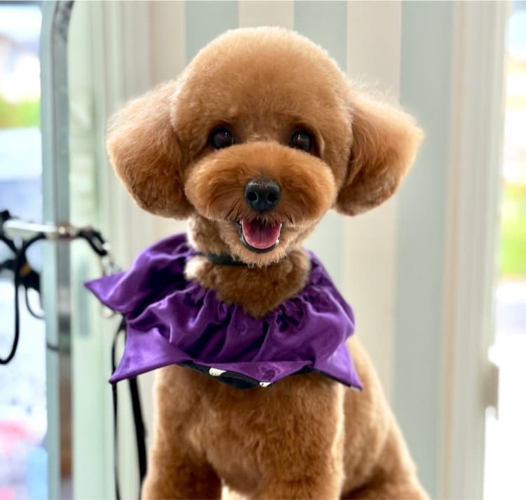 DogCareSalon Dear.Dogsの写真