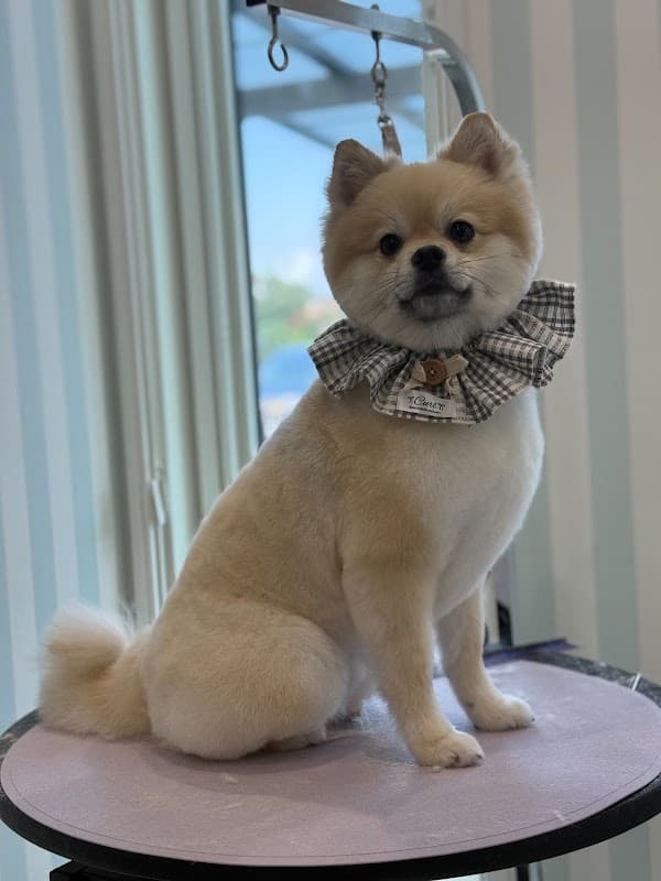 DogCareSalon Dear.Dogsの写真2