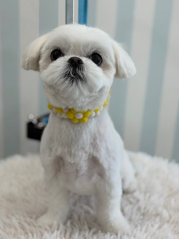 DogCareSalon Dear.Dogsの写真3