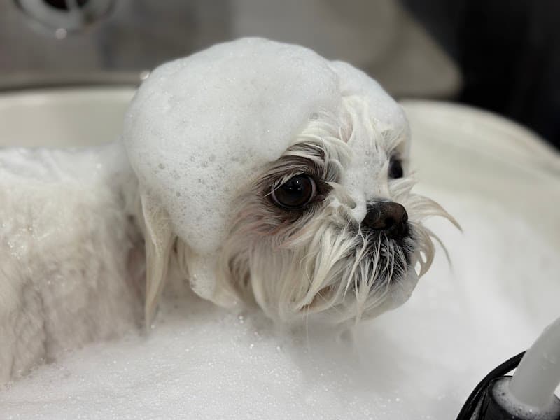 DogCareSalon Dear.Dogsの写真4