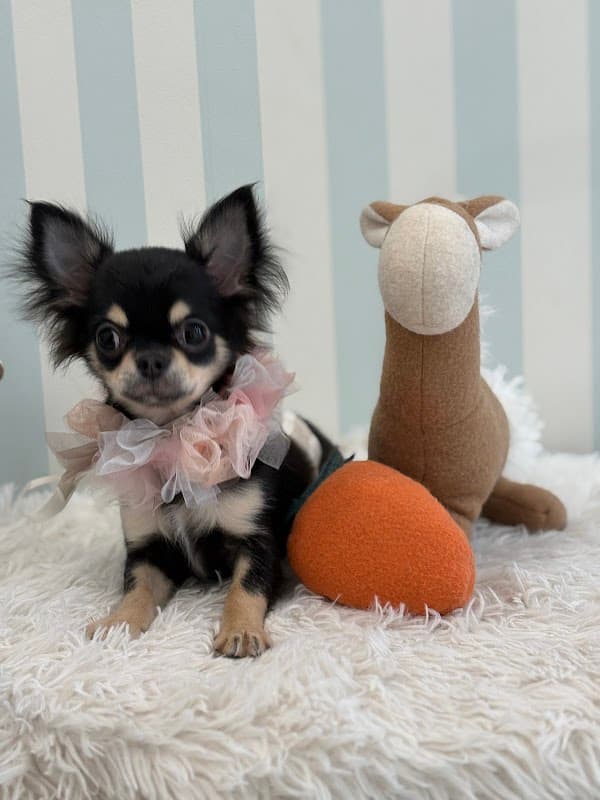 DogCareSalon Dear.Dogsの写真5