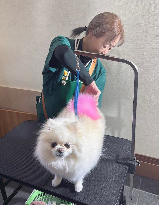 自宅訪問型トリミングnaneaの写真
