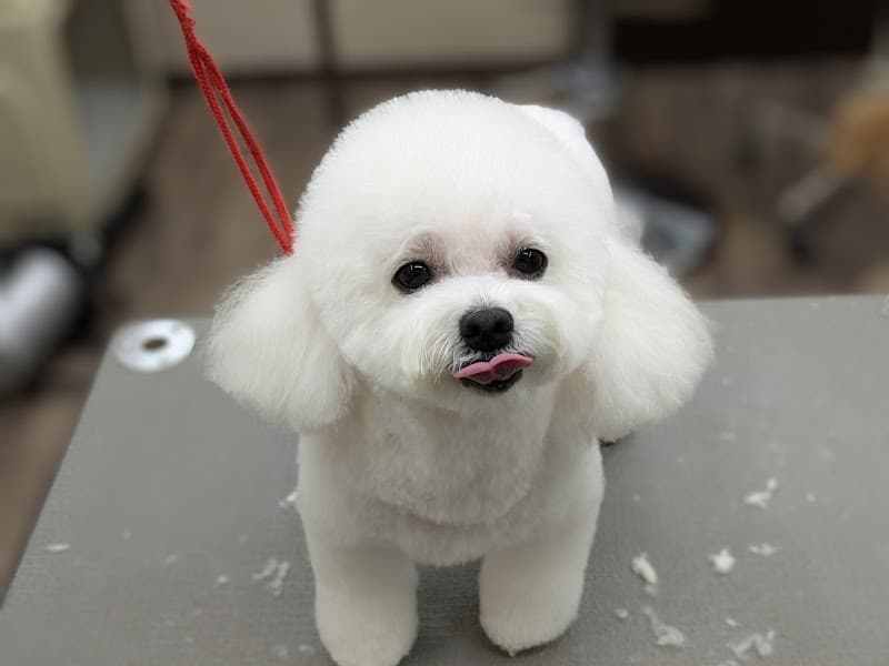 Dog Salon ASTEI ドッグサロンアスティの写真