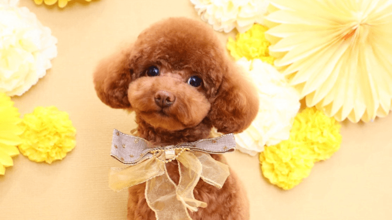 dogsalon IPPU(ドッグサロン イップ)の写真1