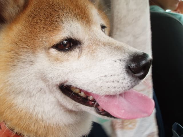 片岡愛犬病院の写真