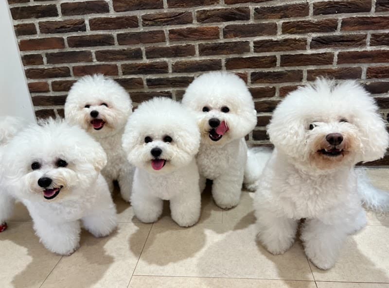 Dog Salon OHANAの写真1