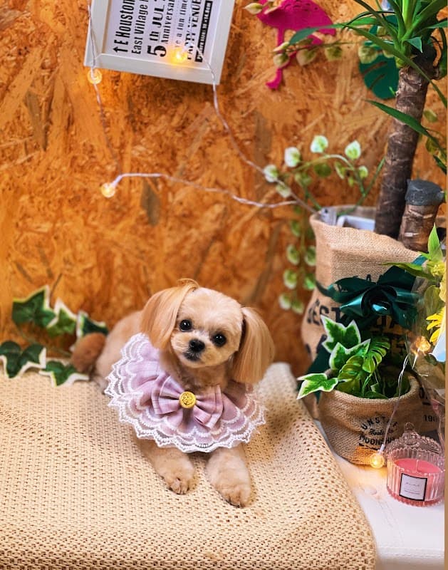 トリミングサロンマハロの写真2