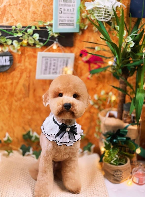 トリミングサロンマハロの写真5