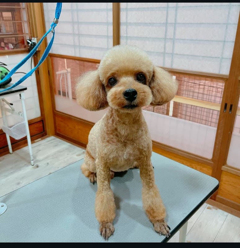 PET LIFE HOME つむぎの写真2