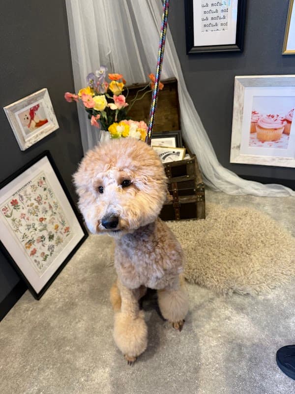 SELF DOG SPA mofu.&(セルフドックスパモフアンド)の写真2