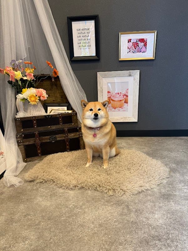 SELF DOG SPA mofu.&(セルフドックスパモフアンド)の写真3