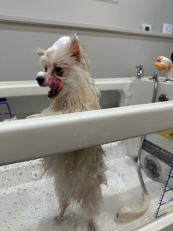 SELF DOG SPA mofu.&(セルフドックスパモフアンド)の写真4