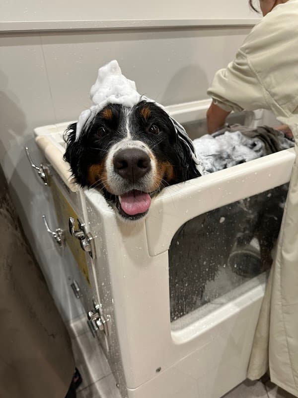 SELF DOG SPA mofu.&(セルフドックスパモフアンド)の写真5