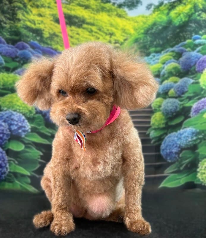 DOG SALON Maison De Louisの写真