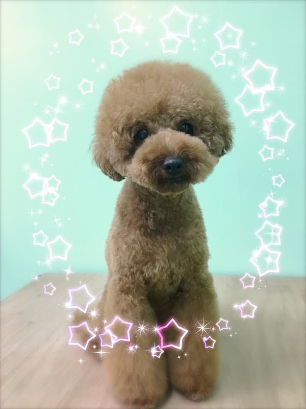 ドッグサロン やまのえんの写真