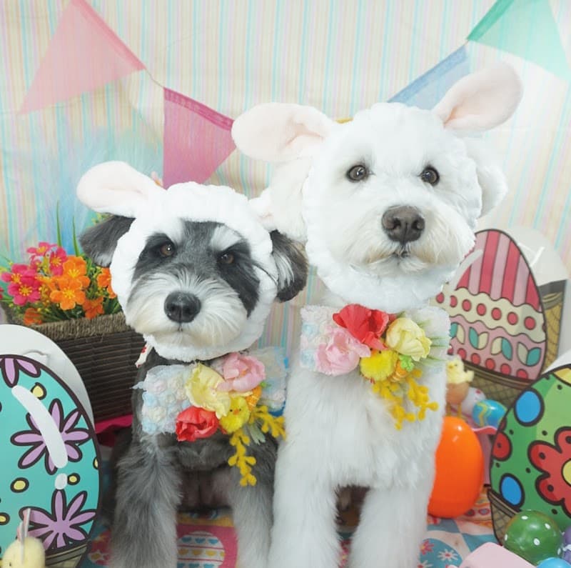 meetsHAND+forDOG&CAT 勝どき店の写真1