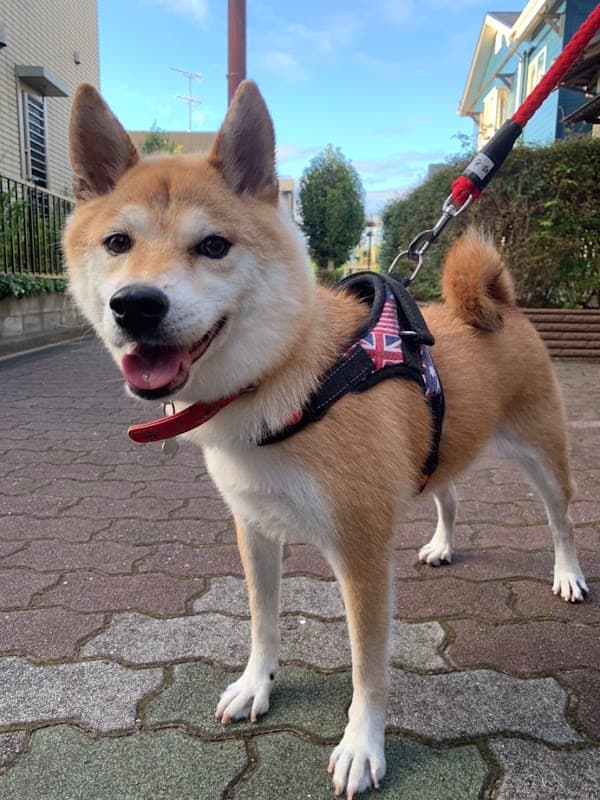 老犬ホーム・ペットホテル ゆるやかの写真