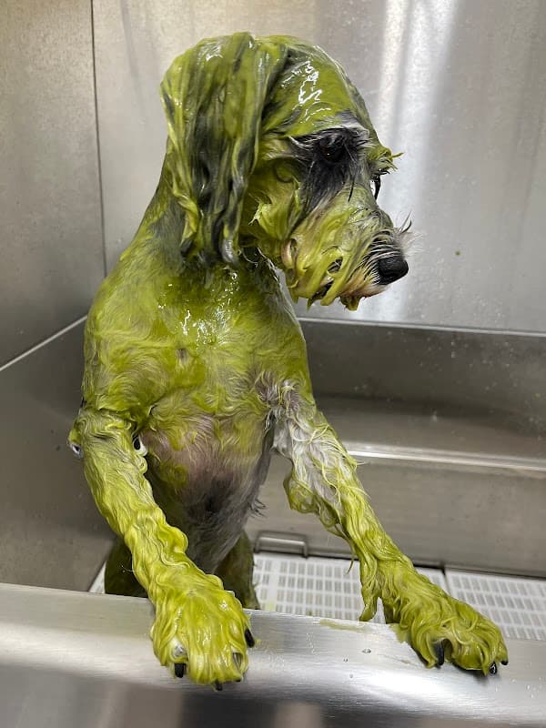 WanOne Dogsalonワンワンドッグサロンの写真