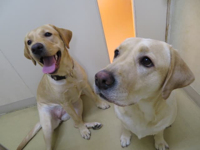 やまぶき動物病院の写真