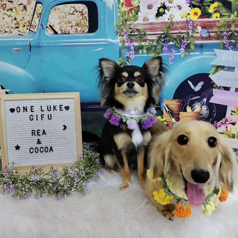ペットホテル&トリミングサロン ワンルーク岐阜駅前店の写真5