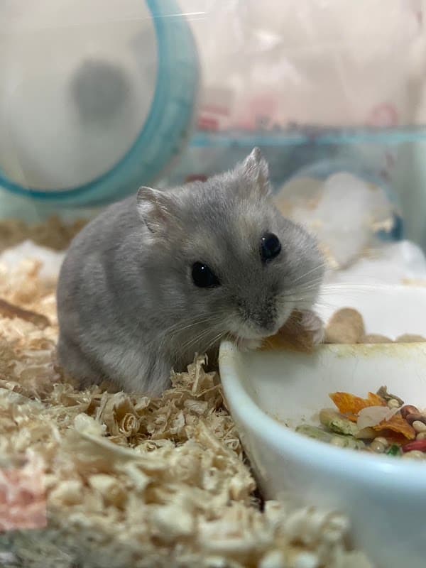 おおぞら動物クリニック、ペットケアハウス、k-studioの写真