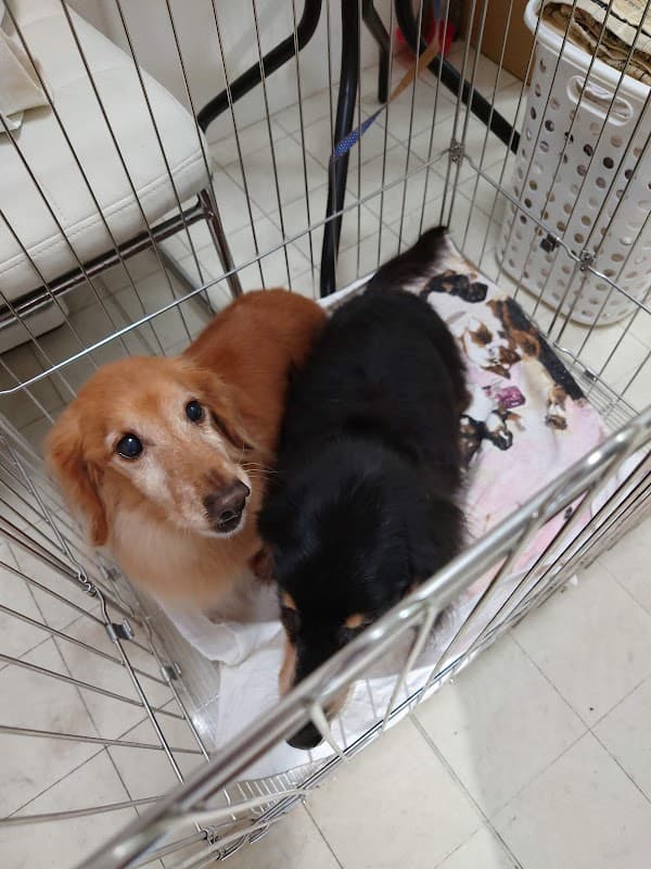 Dog Salon AROO GROUNDの写真2