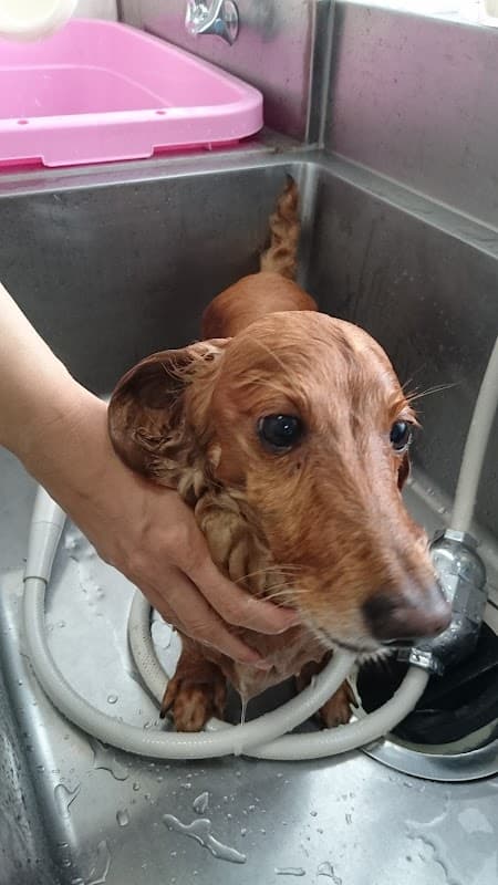 Dog Salon AROO GROUNDの写真4