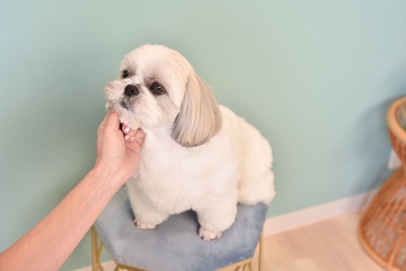 Nani Dog Salon<ナニ ドッグサロン>の写真