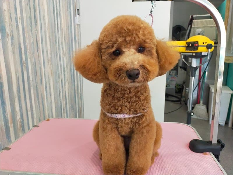 トリミングサロンスキップの写真1