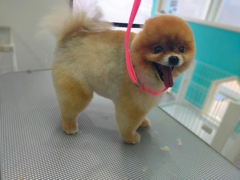 トリミングサロンスキップの写真2