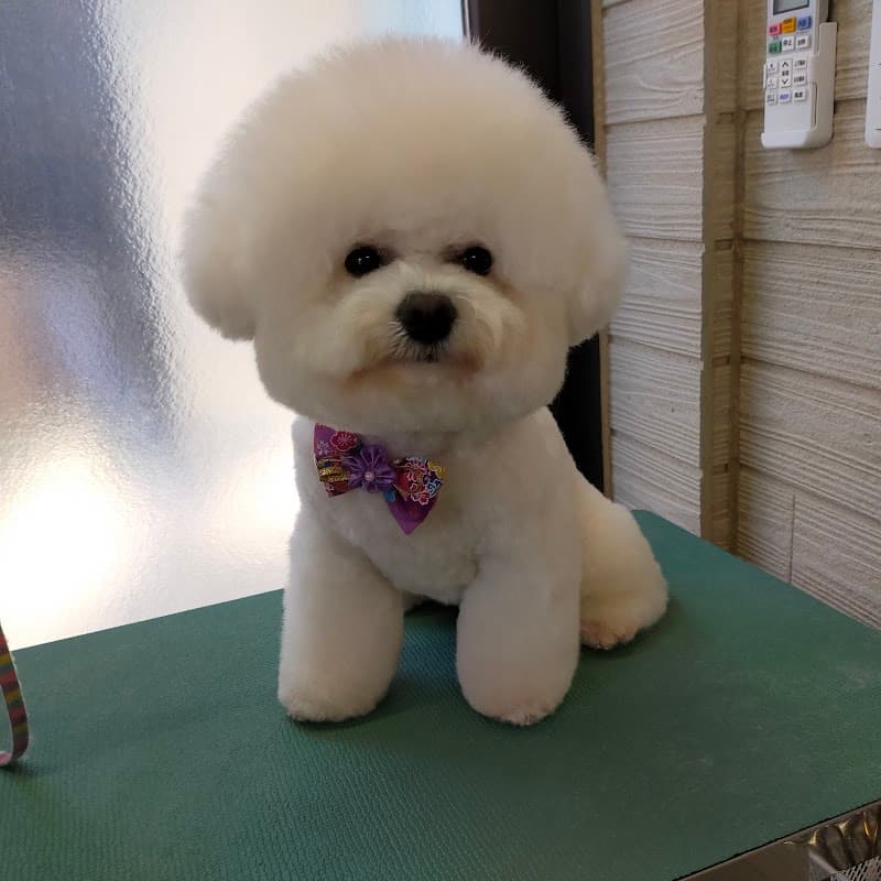 トリミングサロンスキップの写真3