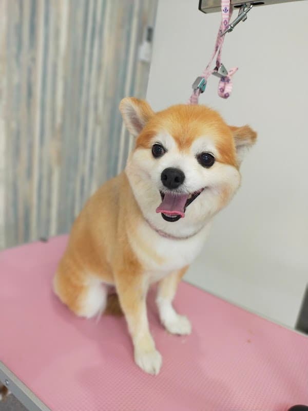 トリミングサロンスキップの写真5