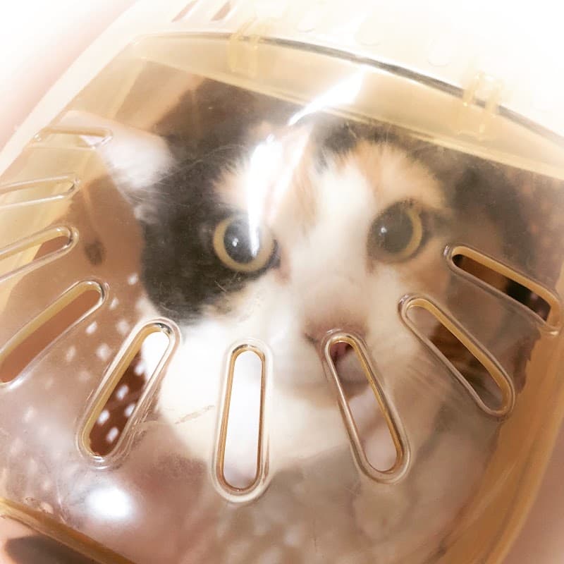 わかば動物病院の写真