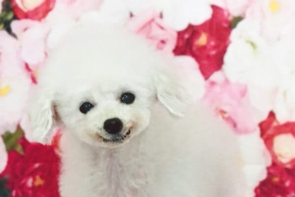 トリミングサロンPAWPAWの写真