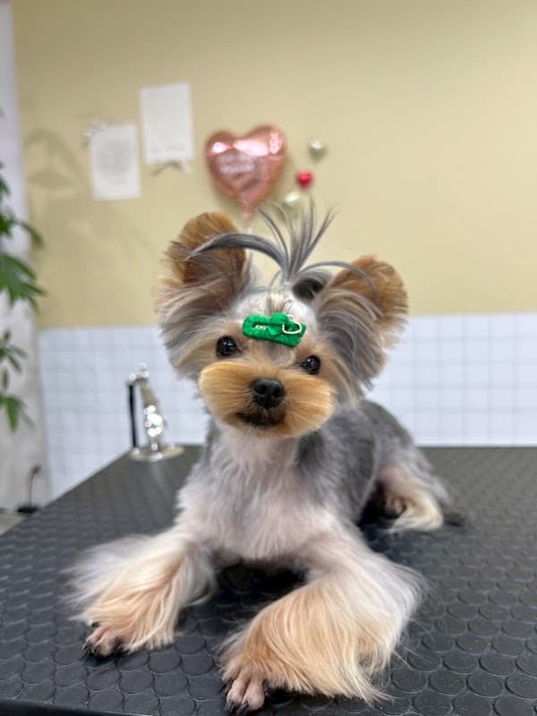 Zoey dogsの写真