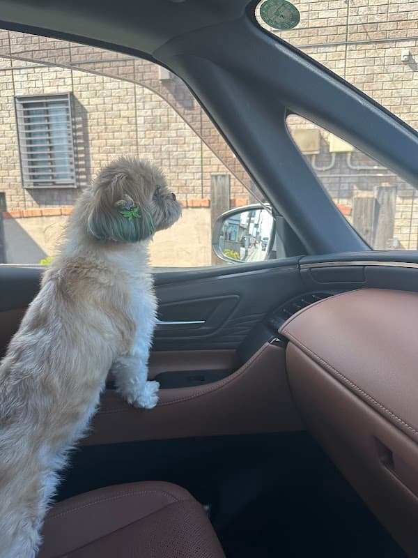 愛犬美容室Queenの写真