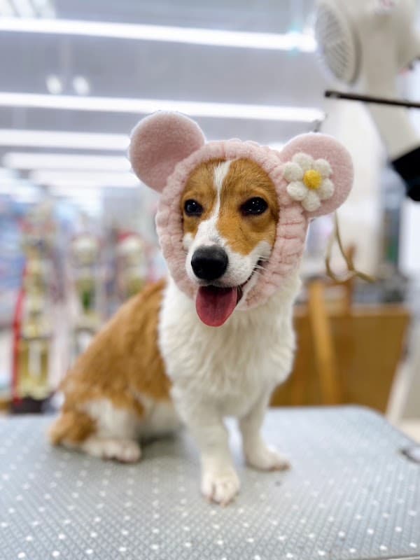 トリミングサロン ハッピーベル与野店の写真