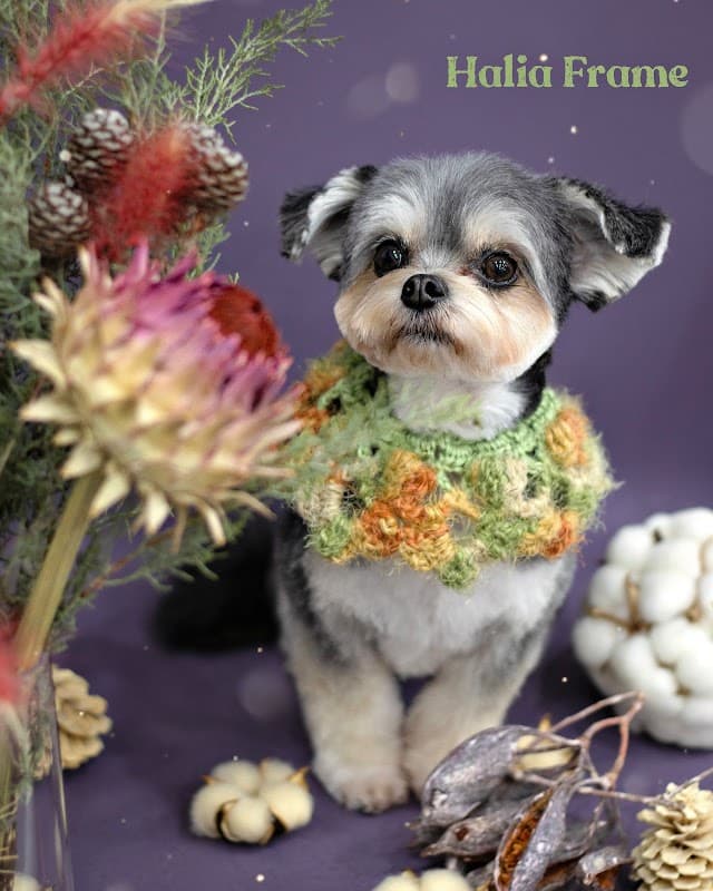 Halia Frame ハリアフレームの写真