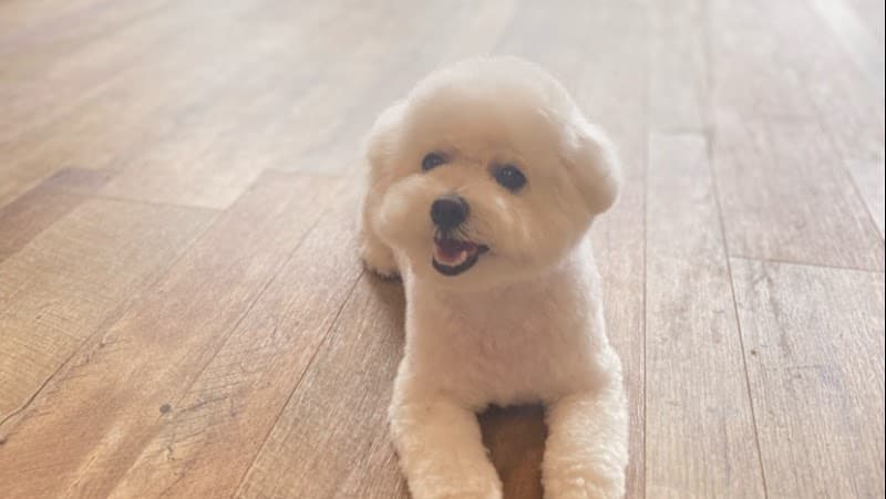 DogCircle Dio(ドッグサークルディオ)の写真