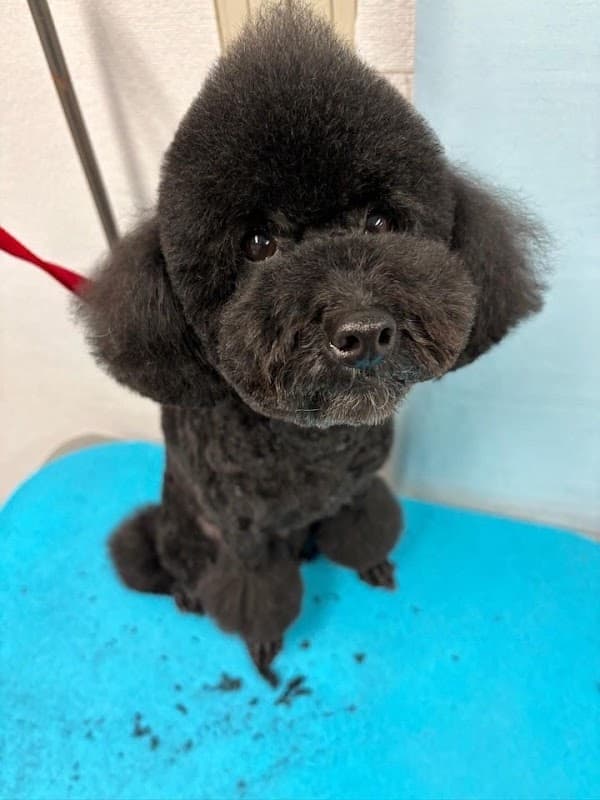 dogsalon cupi(クピ)の写真