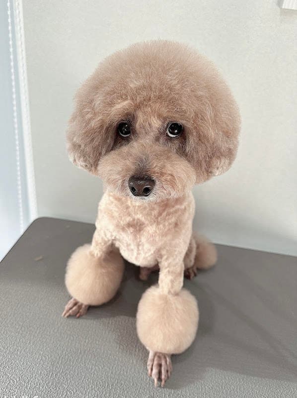 Ruban Dogsalonの店内・トリミングの様子(2枚目)