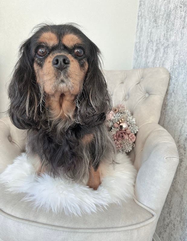 Ruban Dogsalonの写真4