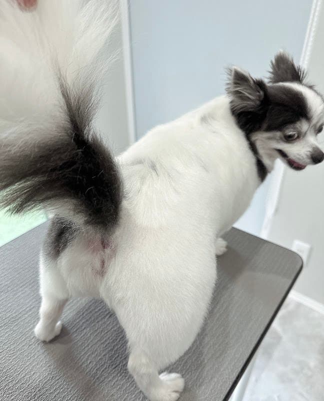 Ruban Dogsalonの写真5